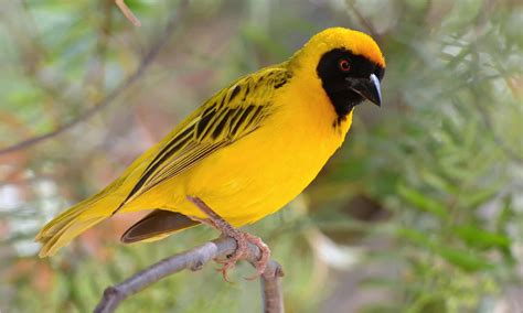  The Weaver Birds Who Defied Fate! A Tale Woven Through Time from 15th Century Colombia